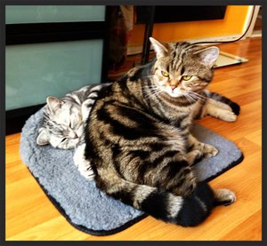 ImageUploadedByTapatalk 21375708386.657046.jpg