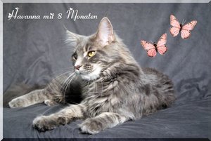 Havanna Bild mit Schmetterling.jpg