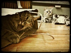 ImageUploadedByTapatalk 21375733537.417152.jpg