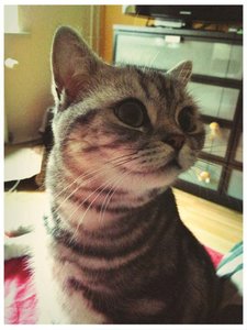 ImageUploadedByTapatalk 21375767205.347357.jpg