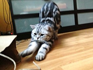 ImageUploadedByTapatalk 21375782243.020191.jpg