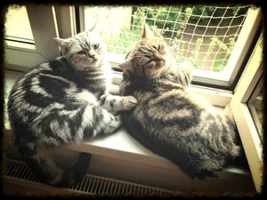 ImageUploadedByTapatalk 21375782298.719916.jpg