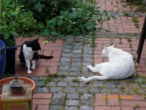 IMGP2665 (1024x767) (1024x767).jpg