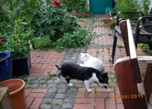 IMGP2667 (1024x738) (1024x738).jpg