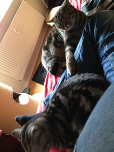 ImageUploadedByTapatalk 21375883520.931442.jpg