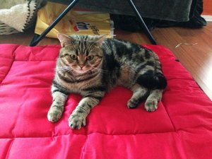 ImageUploadedByTapatalk 21375896559.800293.jpg