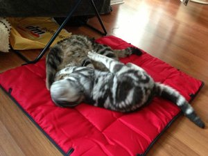 ImageUploadedByTapatalk 21375896579.050260.jpg