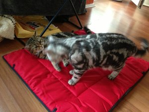 ImageUploadedByTapatalk 21375896614.311662.jpg