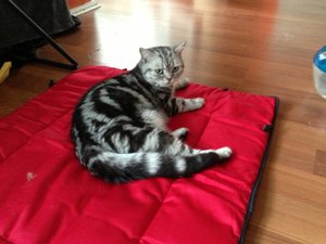 ImageUploadedByTapatalk 21375896640.178622.jpg