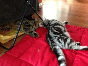 ImageUploadedByTapatalk 21375896659.828893.jpg