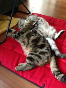 ImageUploadedByTapatalk 21375896736.792792.jpg