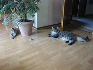 Mookait 006_912x684.jpg