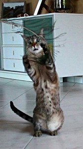 ImageUploadedByTapatalk 21375973238.019126.jpg