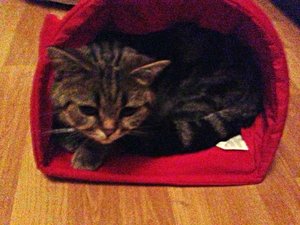 ImageUploadedByTapatalk 21375993848.724547.jpg