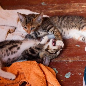 Kopie von _DSC0246-11.JPG