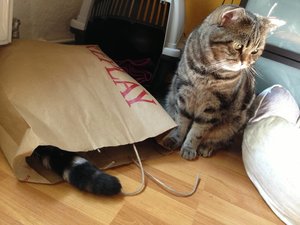 ImageUploadedByTapatalk 21376125656.515859.jpg