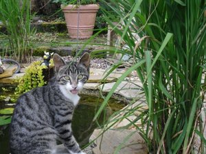 Gartenhauslinge 2013 010.jpg