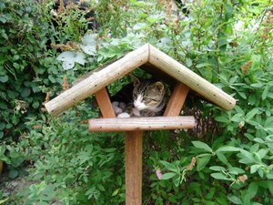 Gartenhauslinge 2013 018.jpg