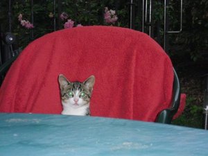 Gartenhauslinge 2013 022.jpg