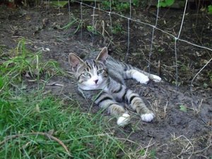 Gartenhauslinge 2013 028.jpg