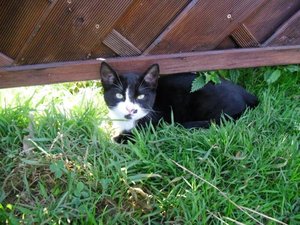 Gartenhauslinge 2013 037.jpg