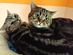 ImageUploadedByTapatalk 21376145147.397539.jpg