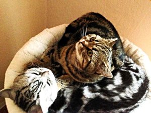 ImageUploadedByTapatalk 21376145240.281061.jpg