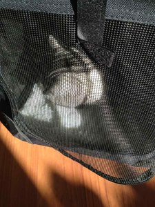 ImageUploadedByTapatalk 21376236890.870483.jpg