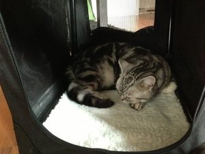 ImageUploadedByTapatalk 21376237453.659407.jpg