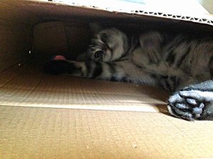 ImageUploadedByTapatalk 21376242421.470634.jpg