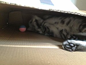 ImageUploadedByTapatalk 21376242447.120792.jpg