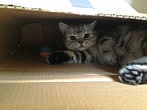 ImageUploadedByTapatalk 21376242476.403995.jpg