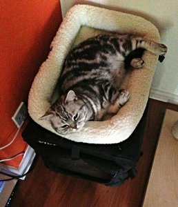 ImageUploadedByTapatalk 21376371195.195829.jpg