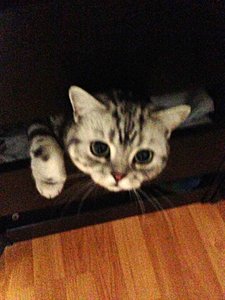 ImageUploadedByTapatalk 21376469615.459415.jpg