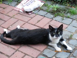 IMGP2697 (1024x768).jpg