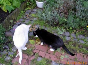 IMGP2709 (1024x753).jpg