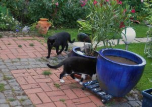 IMGP2710 (1024x722).jpg