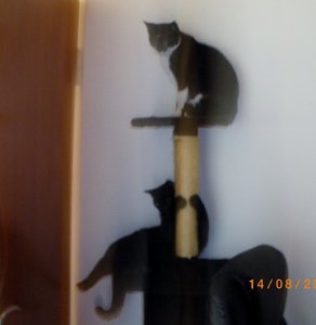 IMGP2715 (996x1024).jpg