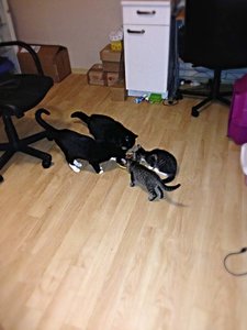 ImageUploadedByTapatalk 21376509692.929465.jpg