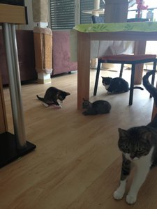 ImageUploadedByTapatalk1376562274.874569.jpg ImageUploadedByTapatalk1376562274.874569.jpg