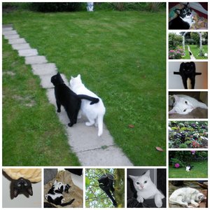 katzencollage.jpg