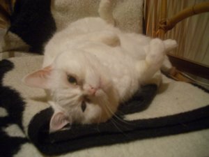 Buffy Stuhl 4.JPG Buffy Stuhl 4.JPG