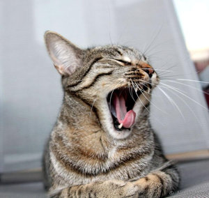 ImageUploadedByTapatalk 21376763903.370548.jpg