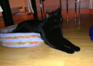 ImageUploadedByTapatalk 21376858448.055886.jpg