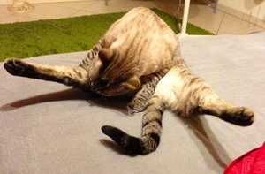 ImageUploadedByTapatalk 21377024855.233608.jpg