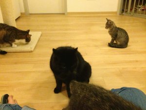 ImageUploadedByTapatalk1377201664.689415.jpg ImageUploadedByTapatalk1377201664.689415.jpg