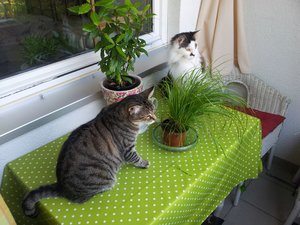 comp_2013-08-23 09.54.40.jpg