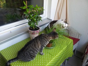 comp_2013-08-23 09.54.54.jpg