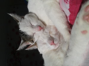 2013-03-24 15.33.57.jpg