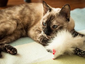 Kopie von _DSC0342-4.JPG